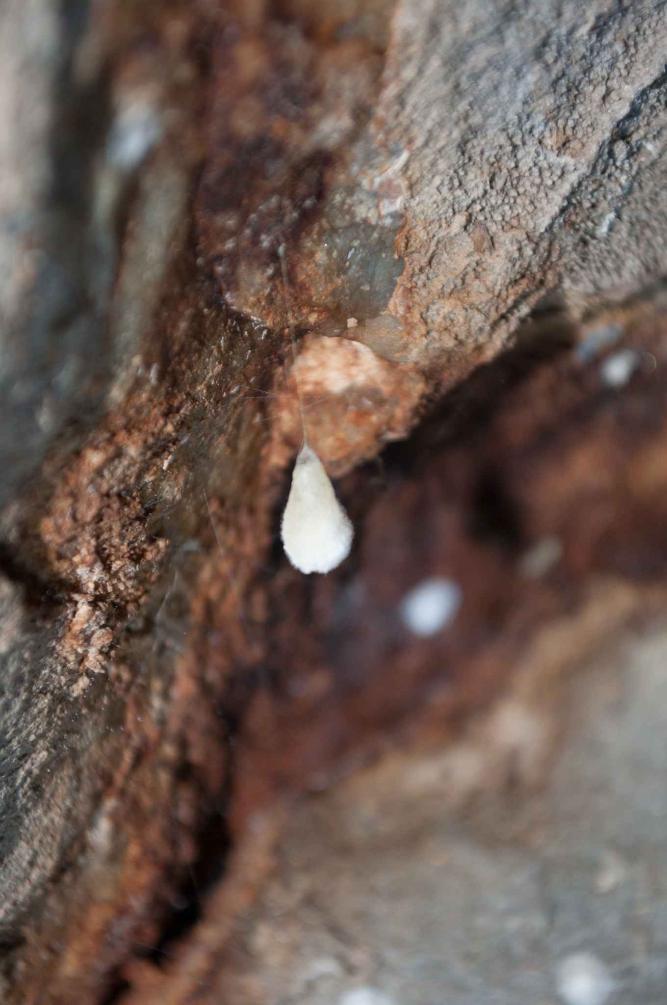 Oumatjie Cave Plettenberg Bay (17)